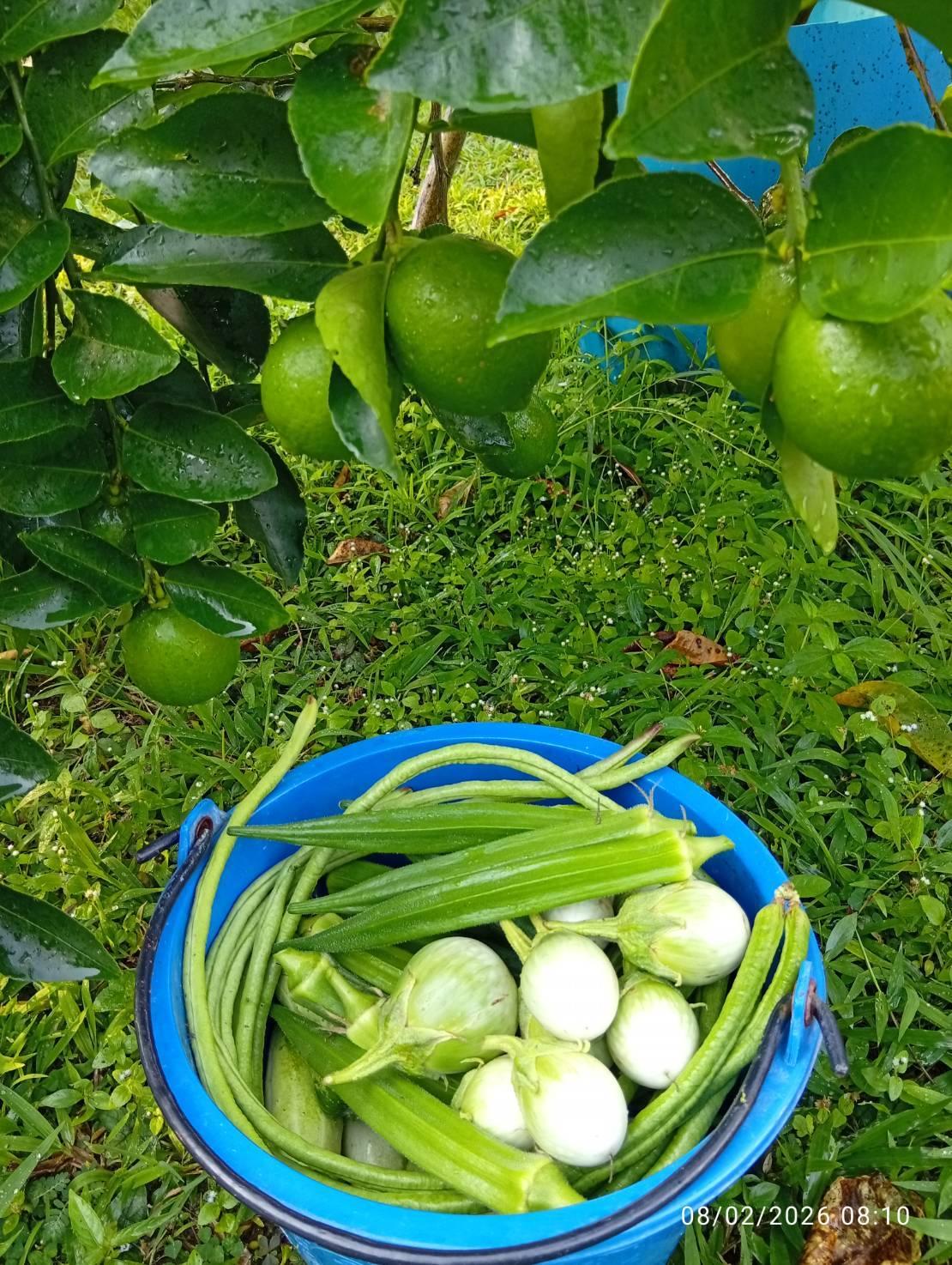 คนรักเกษตรอินทรีย์