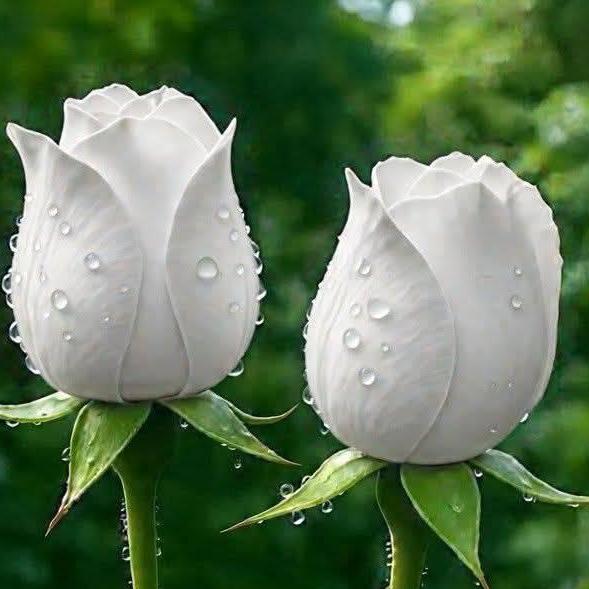 ส้มจี๊ดดอกไม้สด